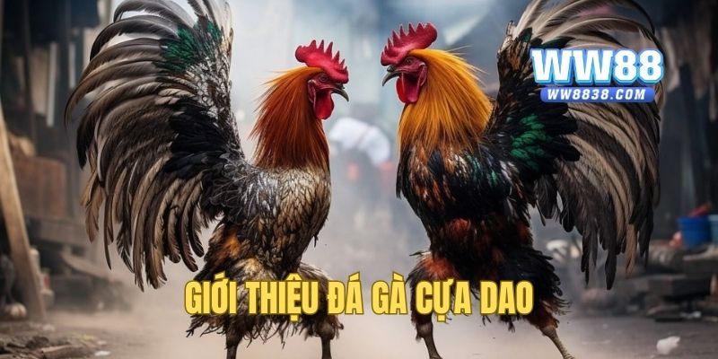 Đá gà cựa dao - Hình thức cược số một hiện nay