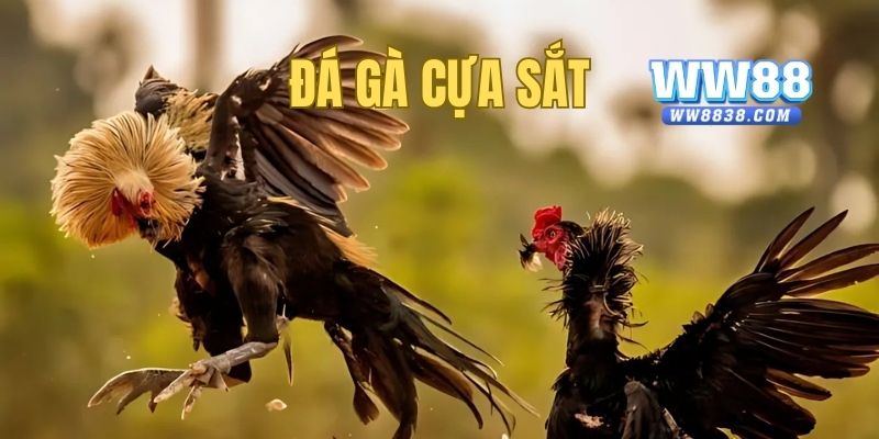 Đá gà cựa sắt