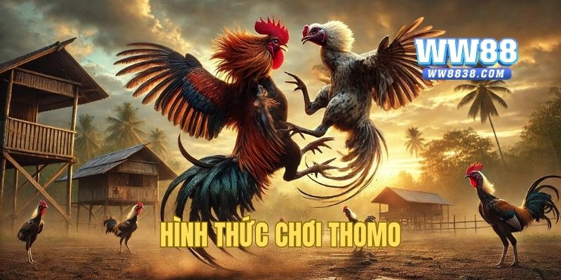 Hướng dẫn cách chơi cơ bản trong chọi kê Thomo